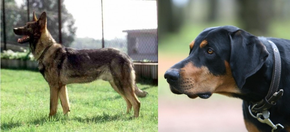 Lithuanian Hound vs Kunming Dog - Breed Comparison