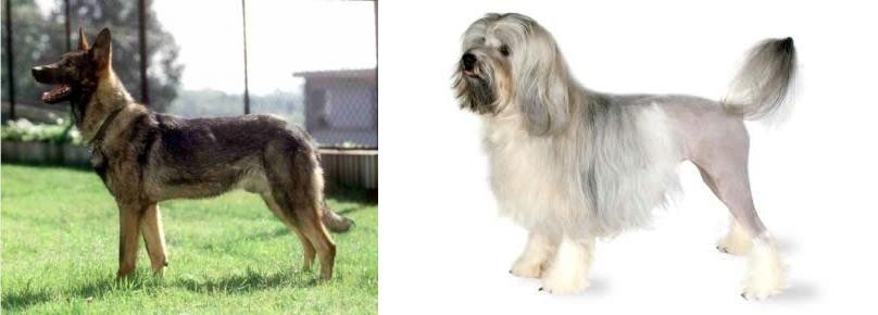 Lowchen vs Kunming Dog - Breed Comparison