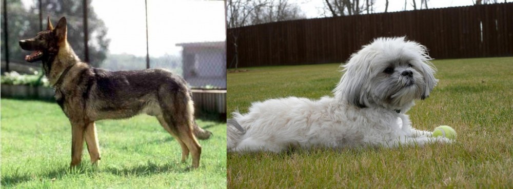 Mal-Shi vs Kunming Dog - Breed Comparison