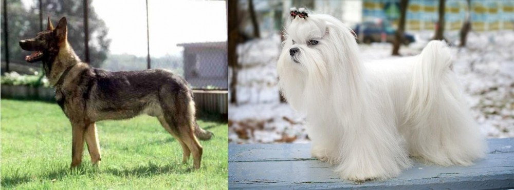Maltese vs Kunming Dog - Breed Comparison