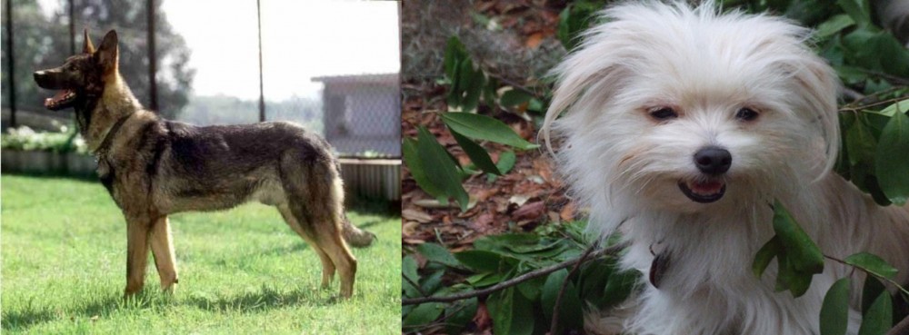 Malti-Pom vs Kunming Dog - Breed Comparison
