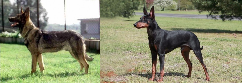 Manchester Terrier vs Kunming Dog - Breed Comparison