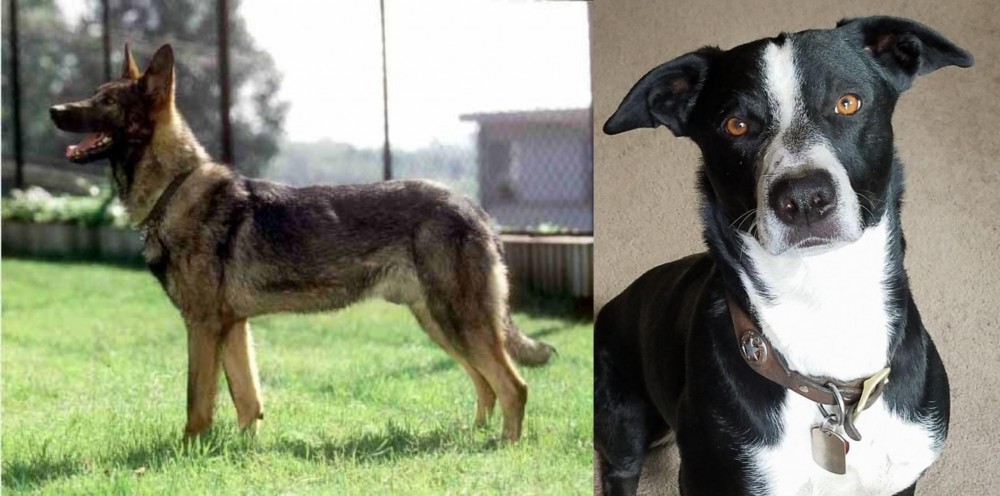 McNab vs Kunming Dog - Breed Comparison