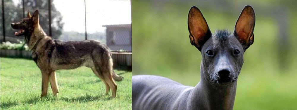 Mexican Hairless vs Kunming Dog - Breed Comparison