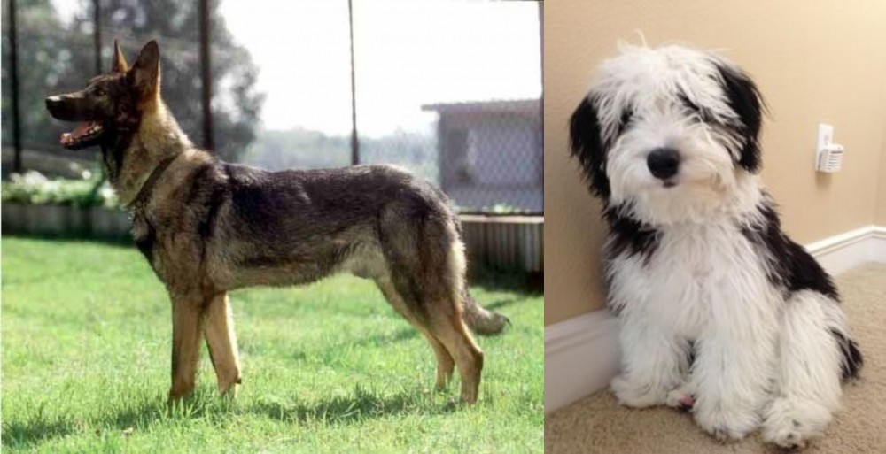 Mini Sheepadoodles vs Kunming Dog - Breed Comparison