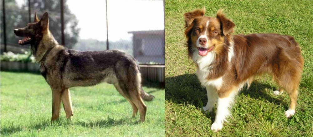Miniature Australian Shepherd vs Kunming Dog - Breed Comparison