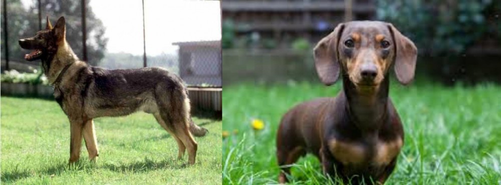 Miniature Dachshund vs Kunming Dog - Breed Comparison