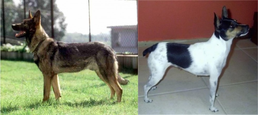 Miniature Fox Terrier vs Kunming Dog - Breed Comparison