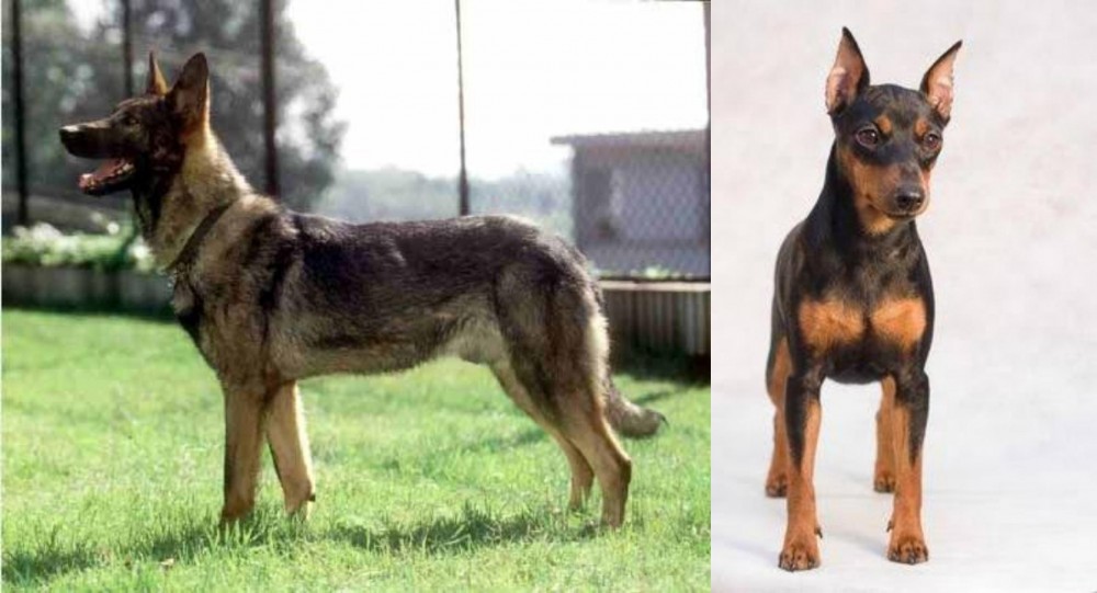 Miniature Pinscher vs Kunming Dog - Breed Comparison