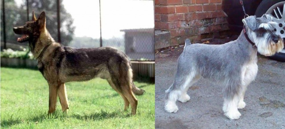 Miniature Schnauzer vs Kunming Dog - Breed Comparison