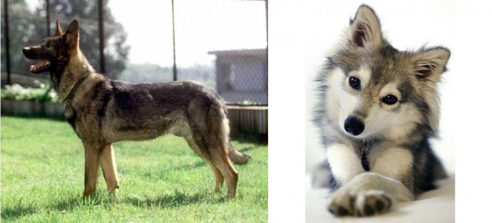 Miniature Siberian Husky vs Kunming Dog - Breed Comparison