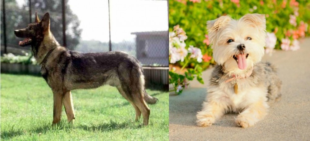 Morkie vs Kunming Dog - Breed Comparison