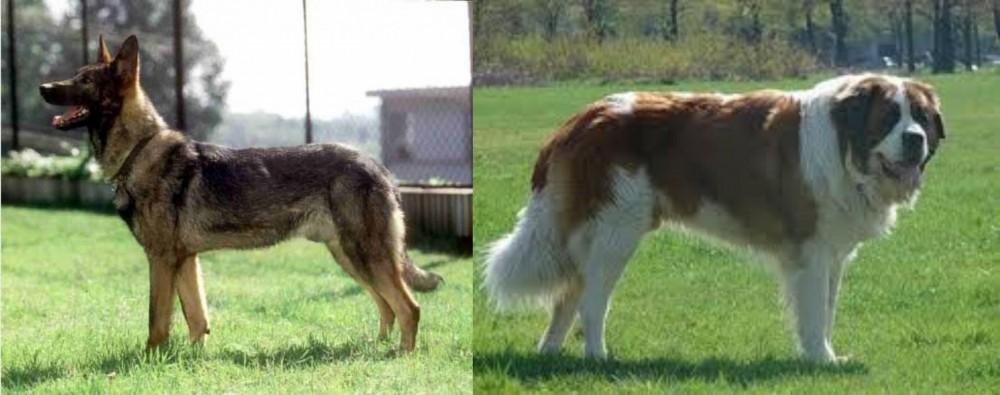 Moscow Watchdog vs Kunming Dog - Breed Comparison