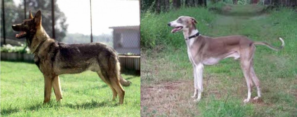 Mudhol Hound vs Kunming Dog - Breed Comparison