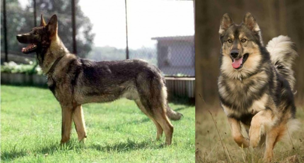 Native American Indian Dog vs Kunming Dog - Breed Comparison
