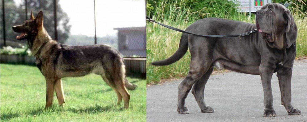 Neapolitan Mastiff vs Kunming Dog - Breed Comparison