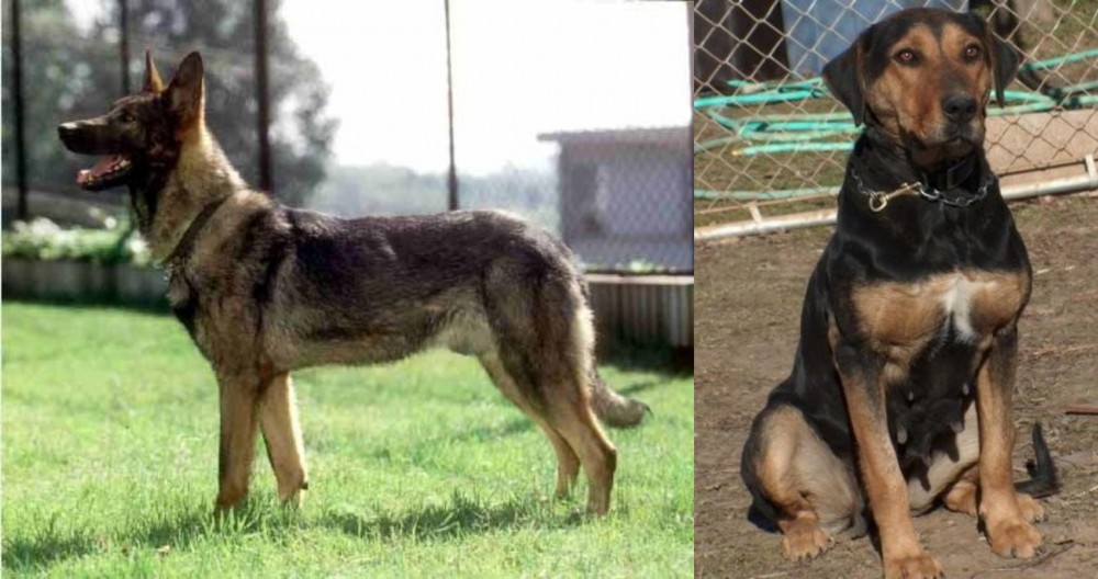 New Zealand Huntaway vs Kunming Dog - Breed Comparison