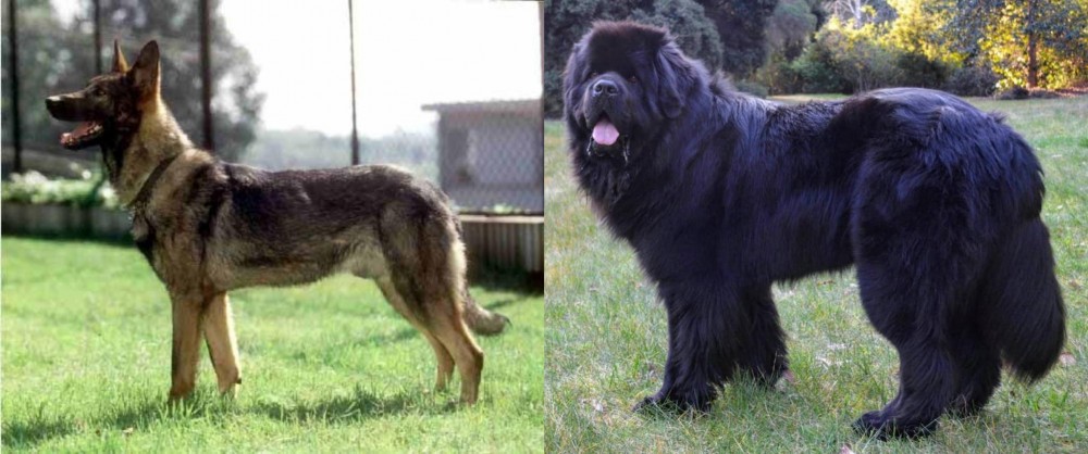 Newfoundland Dog vs Kunming Dog - Breed Comparison