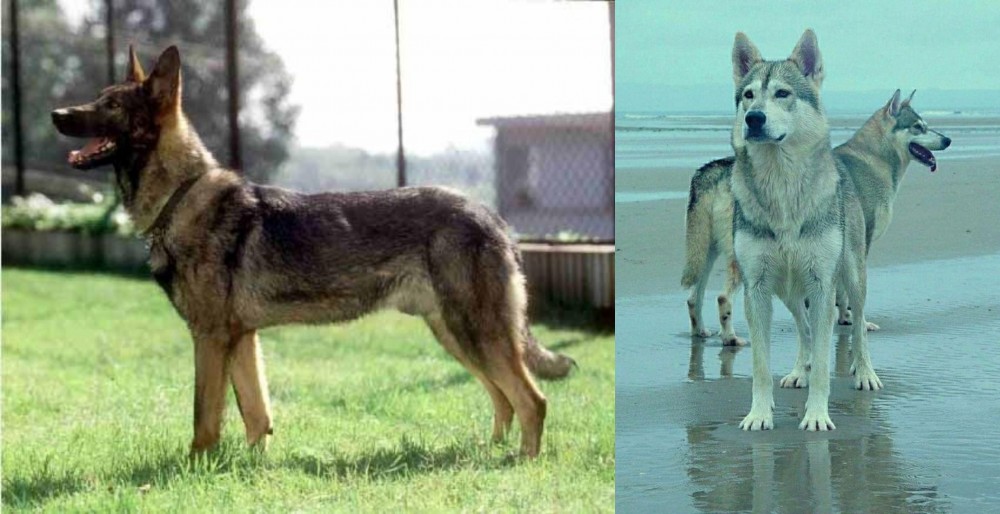 Northern Inuit Dog vs Kunming Dog - Breed Comparison