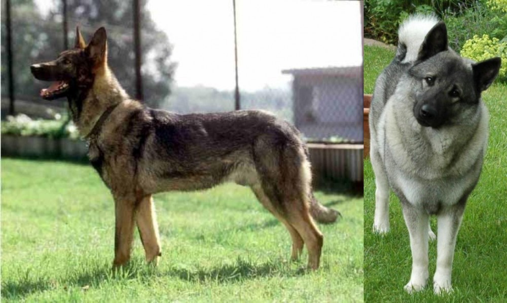 Norwegian Elkhound vs Kunming Dog - Breed Comparison