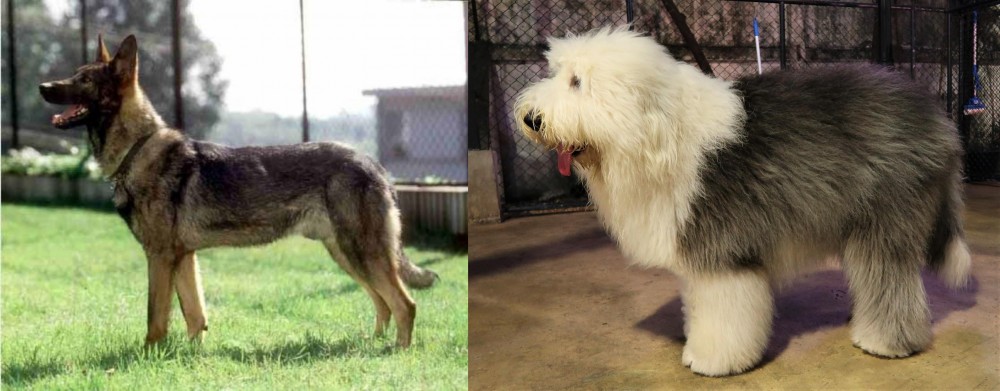 Old English Sheepdog vs Kunming Dog - Breed Comparison