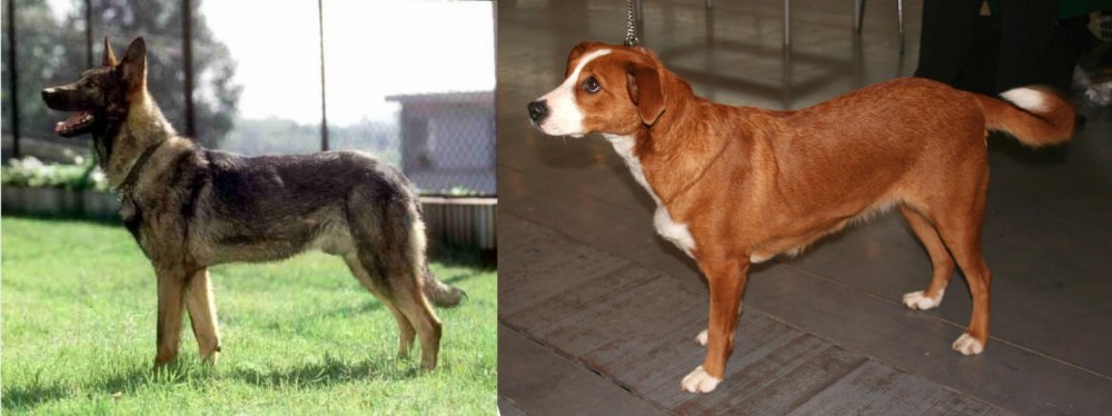 Osterreichischer Kurzhaariger Pinscher vs Kunming Dog - Breed Comparison