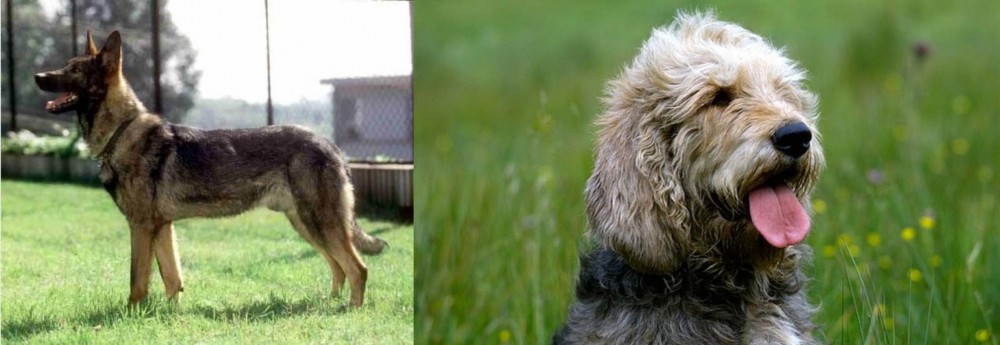 Otterhound vs Kunming Dog - Breed Comparison