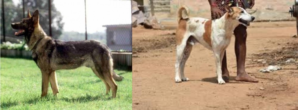 Pandikona vs Kunming Dog - Breed Comparison