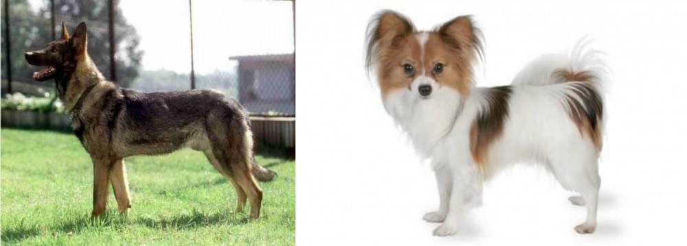 Papillon vs Kunming Dog - Breed Comparison