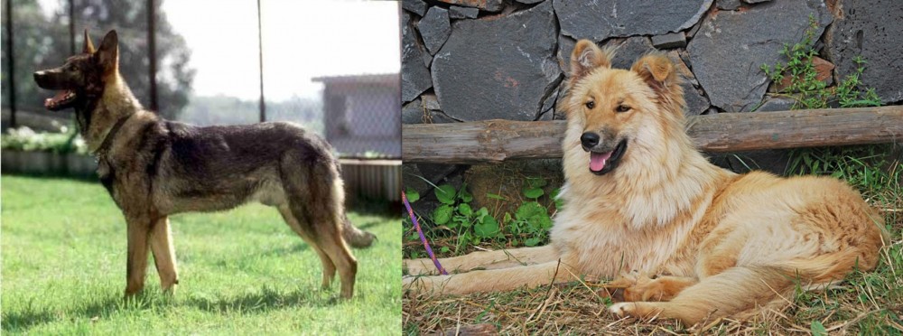 Pastor Garafiano vs Kunming Dog - Breed Comparison