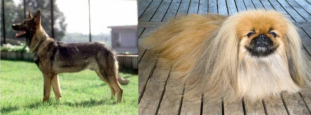 Pekingese vs Kunming Dog - Breed Comparison