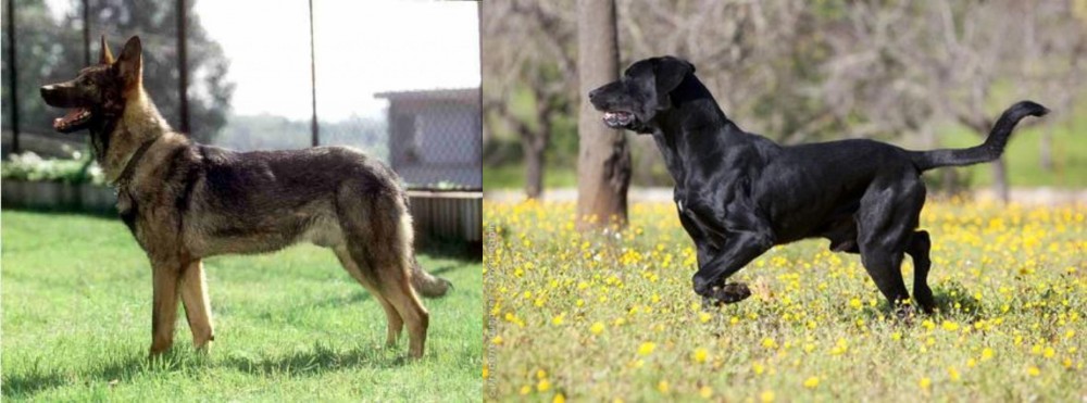 Perro de Pastor Mallorquin vs Kunming Dog - Breed Comparison
