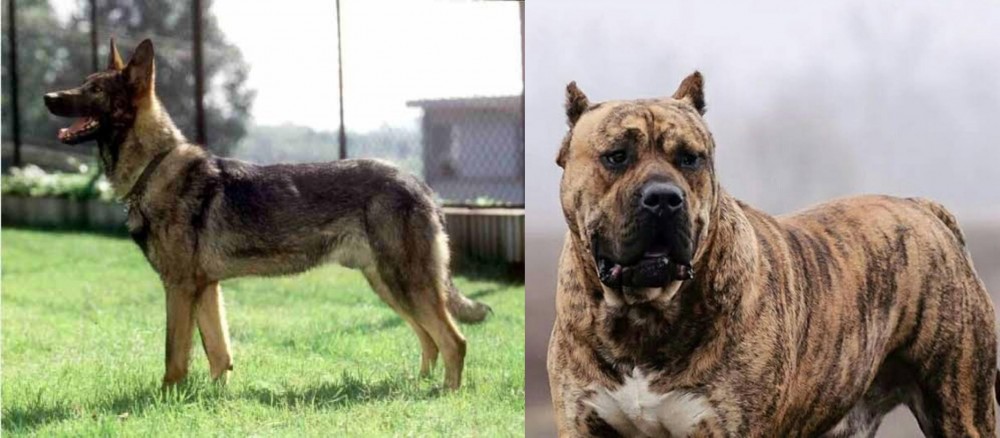 Perro de Presa Canario vs Kunming Dog - Breed Comparison
