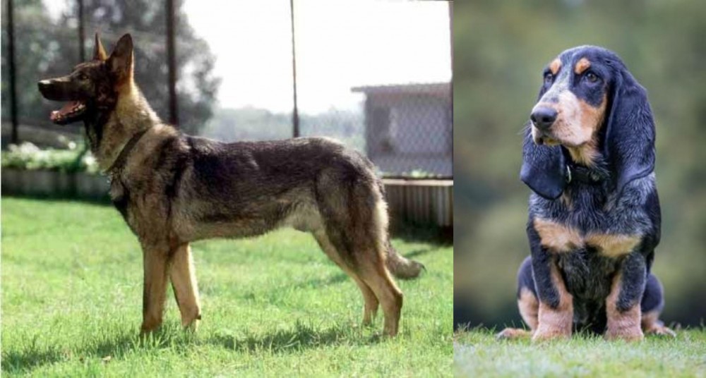Petit Bleu de Gascogne vs Kunming Dog - Breed Comparison