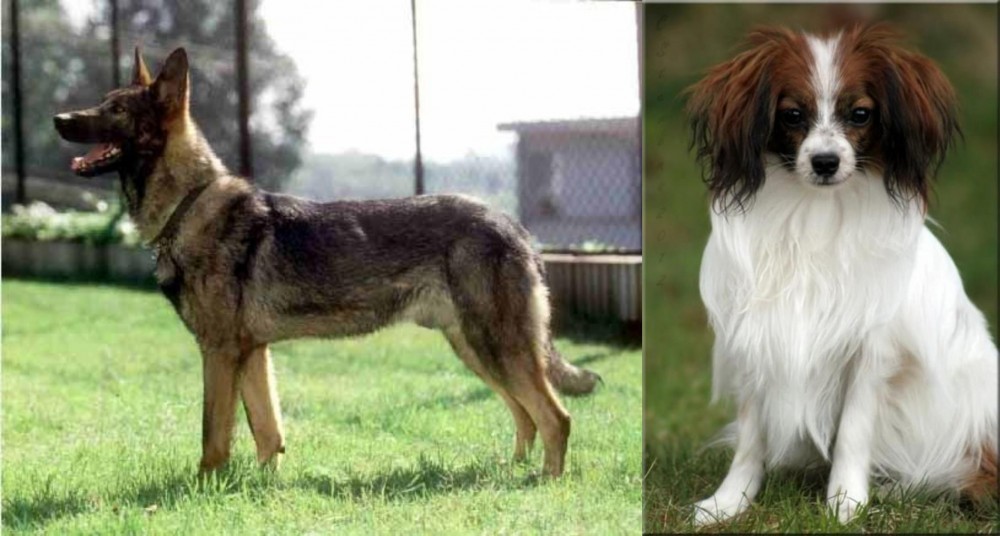 Phalene vs Kunming Dog - Breed Comparison