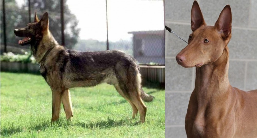 Pharaoh Hound vs Kunming Dog - Breed Comparison
