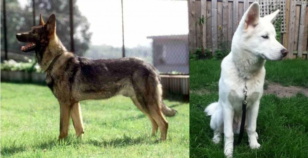 Phung San vs Kunming Dog - Breed Comparison