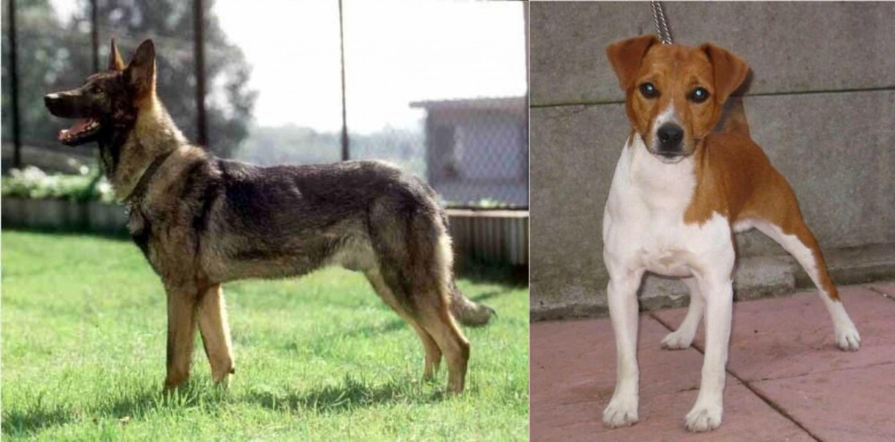 Plummer Terrier vs Kunming Dog - Breed Comparison