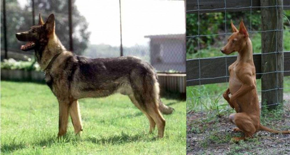 Podenco Andaluz vs Kunming Dog - Breed Comparison