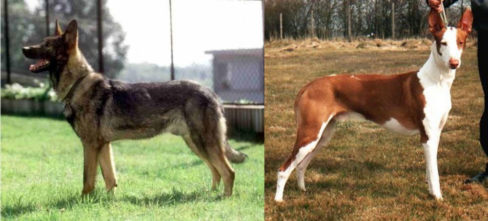 Podenco Canario vs Kunming Dog - Breed Comparison