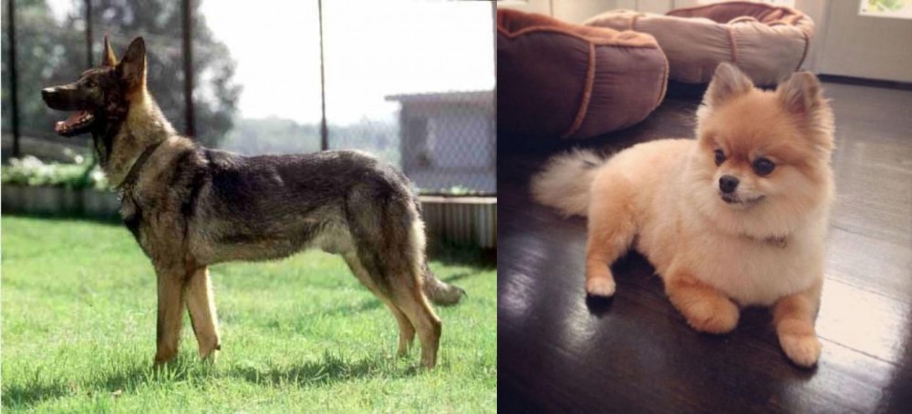 Pomeranian vs Kunming Dog - Breed Comparison