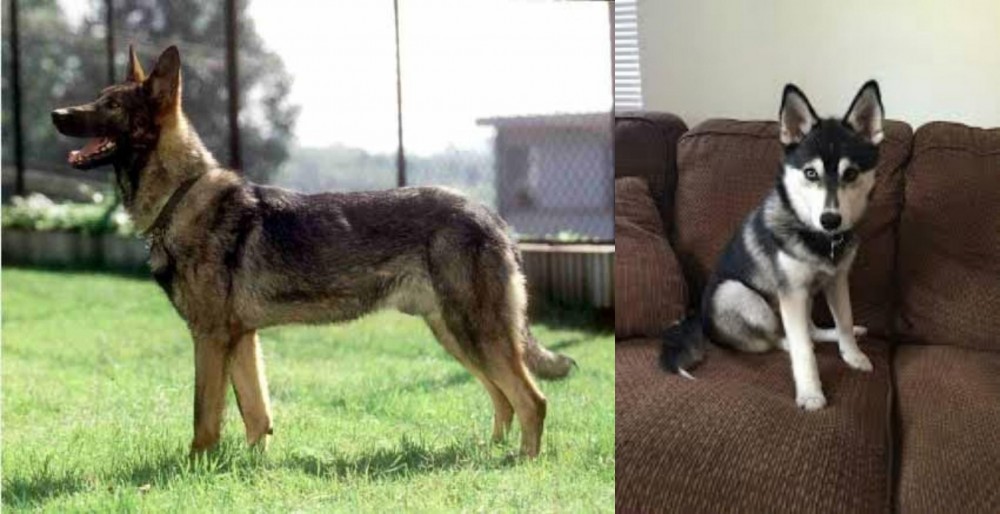 Pomsky vs Kunming Dog - Breed Comparison