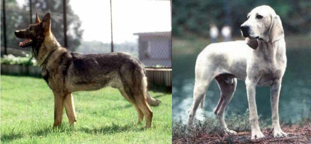 Porcelaine vs Kunming Dog - Breed Comparison