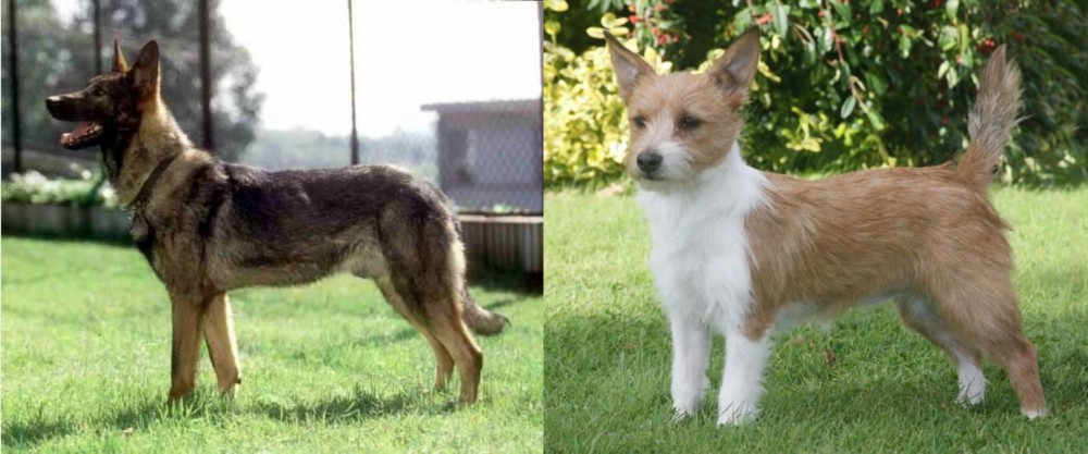 Portuguese Podengo vs Kunming Dog - Breed Comparison