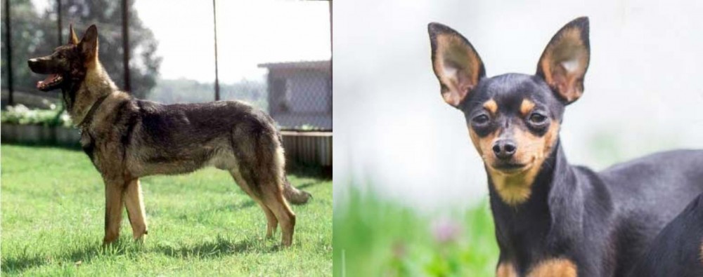 Prazsky Krysarik vs Kunming Dog - Breed Comparison