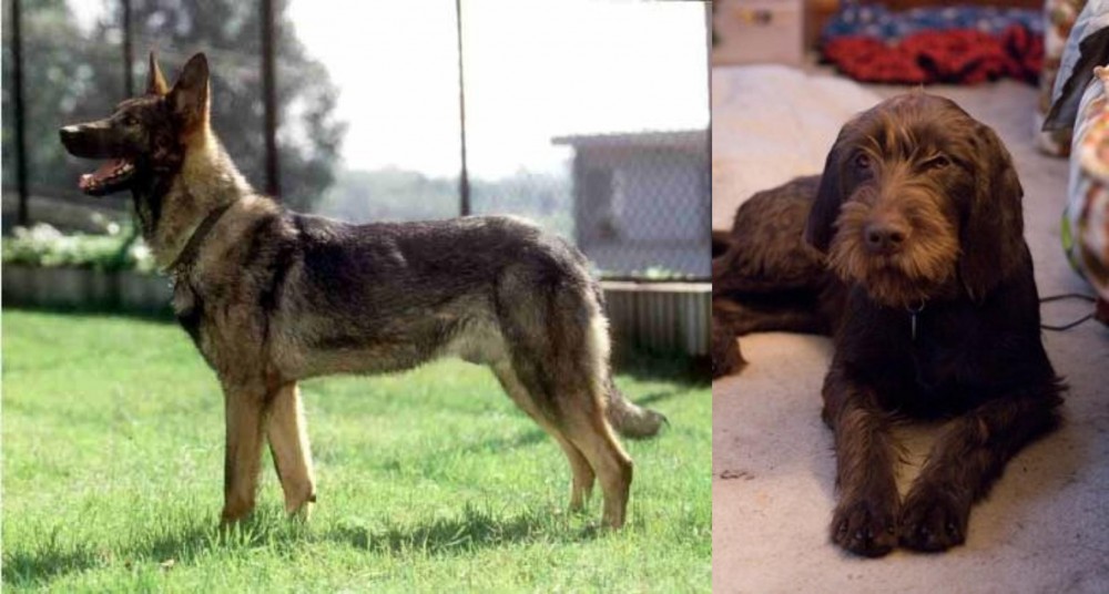 Pudelpointer vs Kunming Dog - Breed Comparison