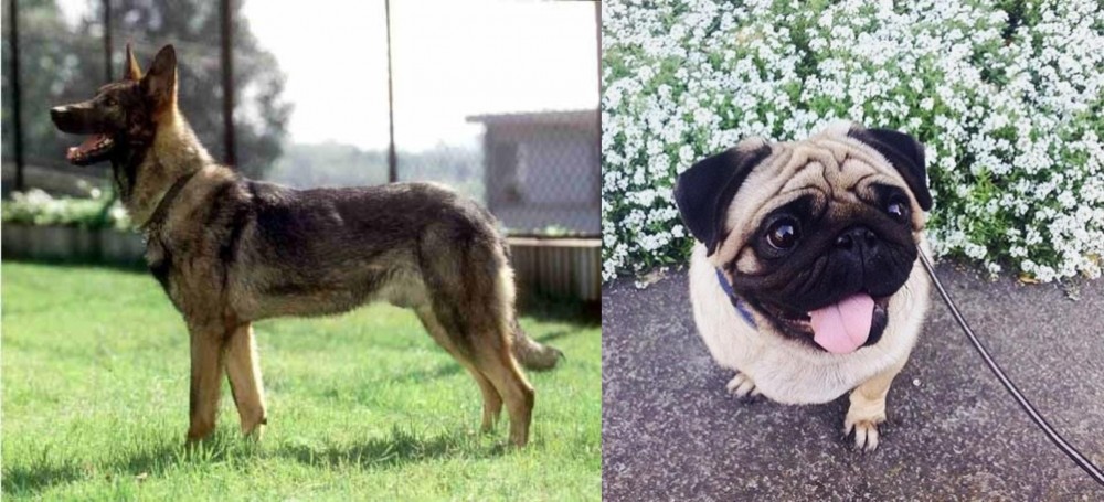 Pug vs Kunming Dog - Breed Comparison