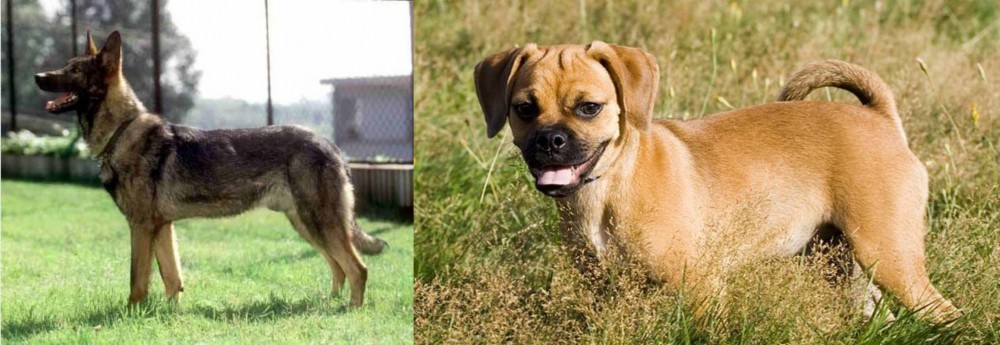 Puggle vs Kunming Dog - Breed Comparison
