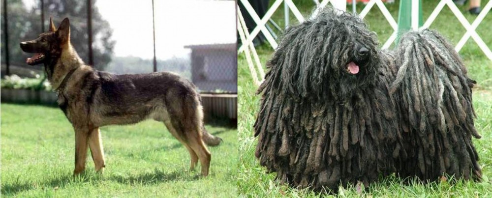 Puli vs Kunming Dog - Breed Comparison