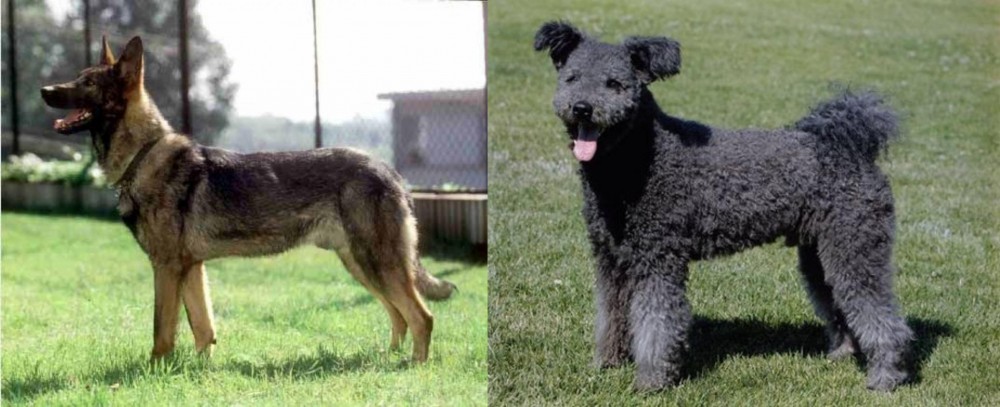 Pumi vs Kunming Dog - Breed Comparison